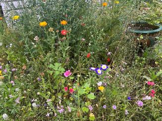 Alexander Hilpert aus Ilverich staunt bisweilen selbst über die Blütenvielfalt, die sich in seinem Vorgarten ausgebreitet hat. Foto: Hilpert  
