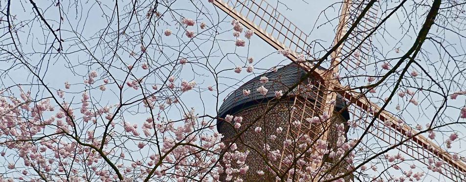 Alte Mühle im Frühlingsblüten