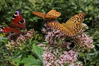 Einheimische Blühstauden locken auch farbenprächtige Schmetterlinge wie das Tagpfauenauge (links) oder den Kaisermantel in den Vorgarten. Foto: Stadt Meerbusch