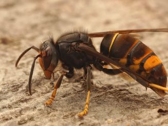 Macht auch vor heimischen Wild- und Honigbienen nicht halt: Die Asiatische Hornisse verbreitet sich zunehmend auch in Deutschland. Foto: i-stock