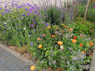 Der Vorgarten von Familie Haag in Büderich gleicht einem Blütenmeer. Schotter kam für die Hobbygärtner nicht in Frage. Foto: Haag