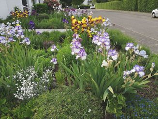Schwertlilien, Iris und Johanniskraut ziehen im Vorgarten von Kerstin Hecker aus Strümp viele Insekten an. Foto: Hecker
