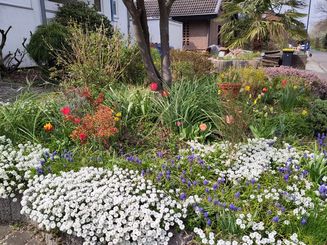 Frühlingspracht mit Schleifenblume: Sofia Sarigiannis hat ihren Vorgarten mit vielen Farbtupfern versehen, die jedes Frühjahr aus dem Boden sprießen. Foto: Sarigiannis